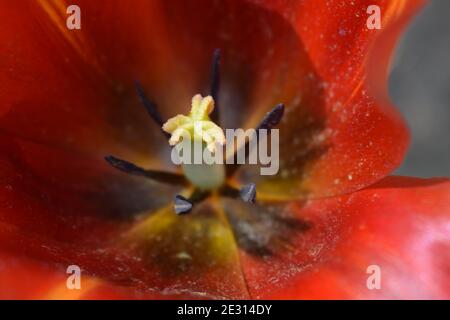 Testa di fiore di tulipano aperta con pistilli e resistenza. Immagine macro vista dall'alto. Primo piano su sfondo astratto floreale in rosso con elementi gialli e neri. Poll Foto Stock