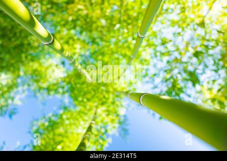 (Fuoco selettivo) vista mozzafiato di una foresta di bambù sfocata durante una giornata di sole. Arashiyama Bamboo Grove, Kyoto, Giappone. Naturale, sfondo verde. Foto Stock