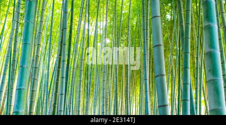 (Fuoco selettivo) vista mozzafiato di una foresta di bambù sfocata durante una giornata di sole. Arashiyama Bamboo Grove, Kyoto, Giappone. Naturale, sfondo verde. Foto Stock