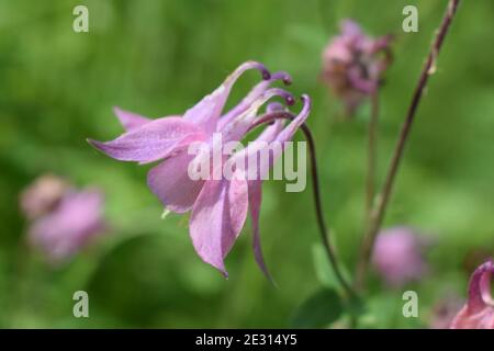 Aconite fiore comunemente noto come aconitum, monkshood, lupo. Aconitum lycocctonum - la famiglia Ranunculaceae, originaria di gran parte dell'Europa e dell'Asia settentrionale Foto Stock