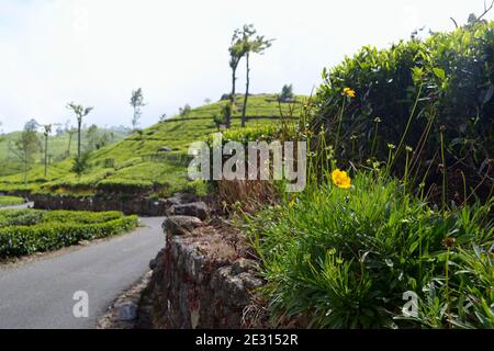 Fiori gialli su sfondo di piantagioni di tè verde fresco. Sri Lanka. Foto Stock