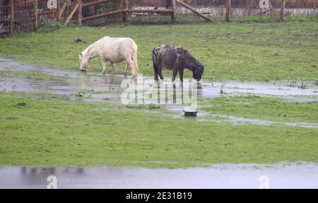 I cavalli pascolano in un campo allagato vicino a Canterbury nel Kent a seguito di forti piogge. Alcune parti dell'Inghilterra orientale potevano vedere fino a 10 cm di neve il sabato, come i previsori avvertivano del potenziale di "disgregazione significativa". Foto Stock