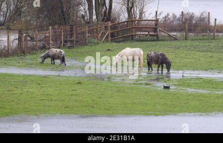 I cavalli pascolano in un campo allagato vicino a Canterbury nel Kent a seguito di forti piogge. Alcune parti dell'Inghilterra orientale potevano vedere fino a 10 cm di neve il sabato, come i previsori avvertivano del potenziale di "disgregazione significativa". Foto Stock