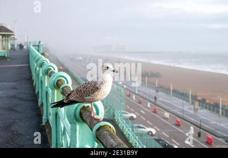 Brighton UK 16 gennaio 2021 - UN giovane Herring Gull si prepara a decollo lungo il lungomare di Brighton in una giornata umida e ventosa lungo la costa meridionale, mentre le restrizioni di blocco Coronavirus COVID-19 continuano in Inghilterra . : Credit Simon Dack / Alamy Live News Foto Stock