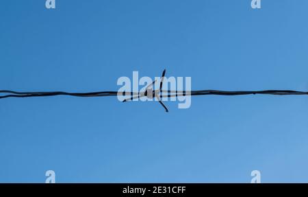 Filo spinato isolato su sfondo blu chiaro cielo, primo piano vista frontale di rete metallica orizzontale con collegamento affilato di acciaio per prigione, militare Foto Stock