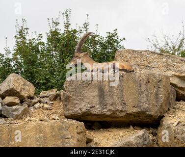 stambecco che riposa su una formazione rocciosa in estate Foto Stock