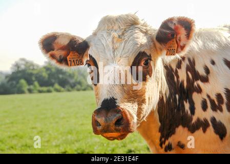 Vache Normande vicino Livarot, Orne, Normandia, Francia Foto Stock