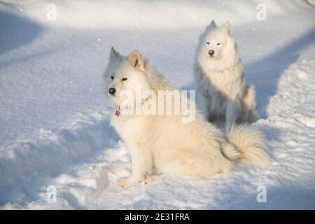 Due cani bianchi samoiati si siedono nella neve in una giornata gelida. Foto Stock