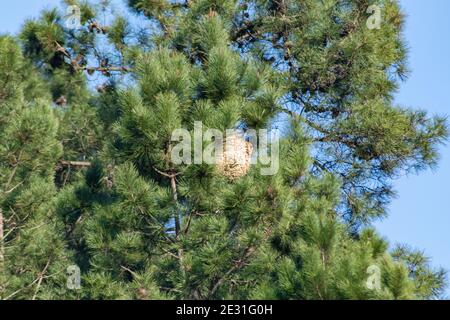 Nido di Hornet Asiatico su pino Foto Stock