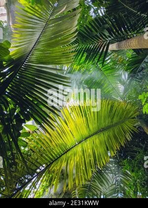 Rare palme (specie Ravenea moorei e Dypsis carlsmithii) con grandi foglie verdi e nebbia nella Casa delle Palme dei Giardini Botanici reali, Kew. Foto Stock