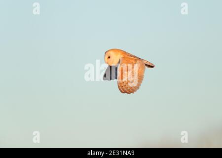 Un Barn Owl (Tyto alba) in volo a Suffolk, Regno Unito Foto Stock