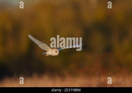 Un Barn Owl (Tyto alba) in volo a Suffolk, Regno Unito Foto Stock