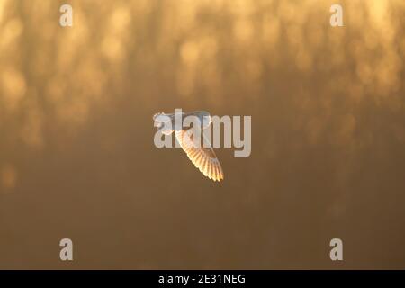 Un Barn Owl (Tyto alba) in volo a Suffolk, Regno Unito Foto Stock