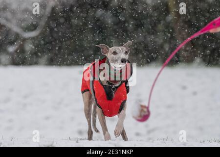 Whippet con giacca e sciarpa vagamente che gioca nella neve. Foto Stock