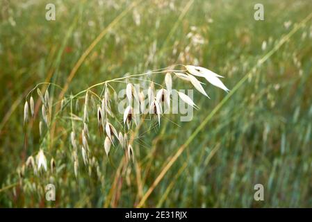 Avena sterilis punta in estate Foto Stock