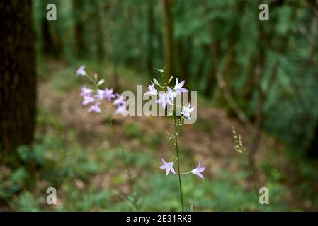 Campanula rapunculus fiori viola Foto Stock