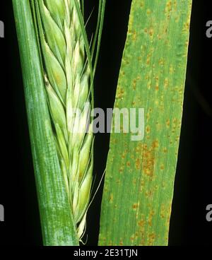 Ruggine bruna (Puccinia hordei) pustole di infezione su foglia di bandiera di orzo da pianta di raccolto in orecchio Foto Stock