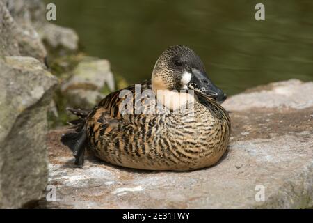 Anatra bianca (Thalassornis leuconotus) che riposa su una roccia vicino ad un lago all'Arundel Wetland Trust, West Sussex, luglio Foto Stock