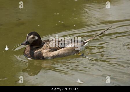 Anatra o anatra con coda lunga (Clangula hyemalis) giovane o anatra maschile non riproduttore su un lago presso l'Arundel Wetland Center, West Sussex, luglio Foto Stock