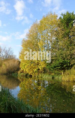 Cenere e altri alberi autunnali cambiano colore e si riflettono nelle acque ferme del Kennet e Avon Canal in una bella giornata, Hungerford, Berkshire, Octob Foto Stock