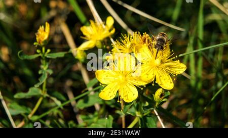 un insetto che assomiglia ad un'ape del miele raccoglie il nettare sul giallo fiori Foto Stock