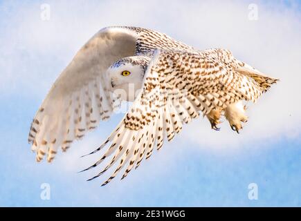 Una femmina Snowy Owl è caccia di whille in volo lungo la costa del Maine. Foto Stock