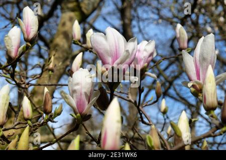 Tulipano di tulipano bianco dei fiori di magnolia, Magnolia Soulangeana, in fiore in una giornata di sole Foto Stock