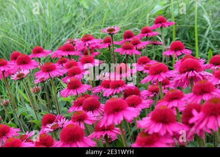 Rosa Echinacea 'Delicious Candy' cono fiore in fiore durante il mesi estivi Foto Stock