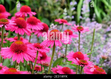 Rosa Echinacea 'Delicious Candy' cono fiore in fiore durante il mesi estivi Foto Stock