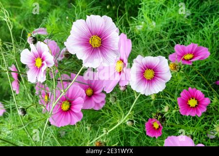 Rosa pallido e bianco 'Daydream' fiori di cosmo Foto Stock