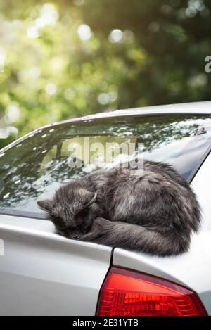 Cute felice gatto grigio dorme in auto Foto Stock