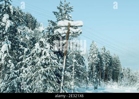 Vecchio palo di potere in legno nella foresta coperta di neve Foto Stock