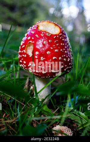 Un fungo rosso velenoso Amanita nella sottobosco Foto Stock