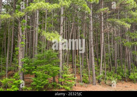 In una foresta con un sentiero che va lungo il alti alberi di pino skinny che lasciano in luce diffusa presto mattina in estate Foto Stock