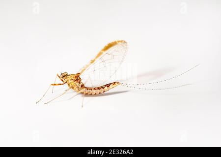 Un filatore del mayfly dell'olivo dello stagno (Cloeon dipterum) fotografato su uno sfondo bianco a Sowerby, Thirsk, North Yorkshire. Luglio. Foto Stock