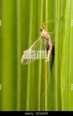 Una filatrice del mayfly dell'olivo del laghetto (Cloeon dipterum) appollaiato su una foglia in un giardino in Sowerby, Thirsk, North Yorkshire. Luglio. Foto Stock