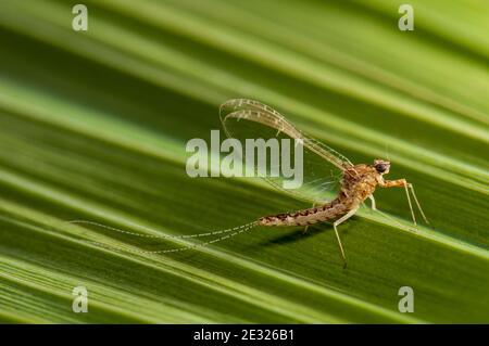 Una filatrice del mayfly dell'olivo del laghetto (Cloeon dipterum) appollaiato su una foglia in un giardino in Sowerby, Thirsk, North Yorkshire. Luglio. Foto Stock