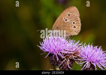 Una farfalla ad anello per adulti (Aphantopus iperantus) che si staglia su un fiore all'occhiello a Tranmire Bog, Wheeldale, nel North York Moors National Park. J Foto Stock