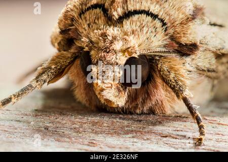 Un primo piano sulla testa di una falda adulta ad archi scuri (Apamea monoglypha) a riposo su un tronco in un giardino a Sowerby, North Yorkshire. Agosto. Foto Stock