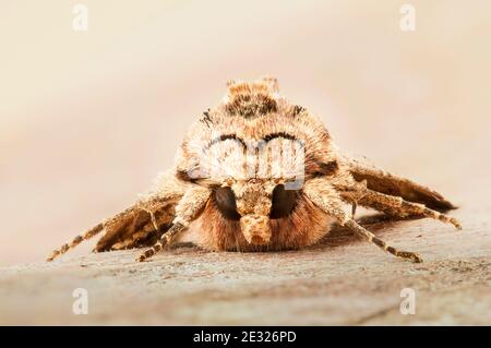 Una falda di archi scuri adulto (Apamea monoglypha) a riposo su un log in un giardino a Sowerby, North Yorkshire. Agosto. Foto Stock