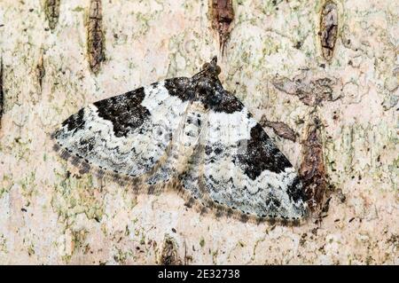 Una falena da giardino adulta (Xanthorhoe fluttuata) a riposo su un ramo di betulla in un giardino a Sowerby, North Yorkshire. Agosto. Foto Stock