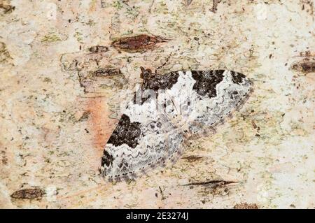 Una falena da giardino adulta (Xanthorhoe fluttuata) a riposo su un ramo di betulla in un giardino a Sowerby, North Yorkshire. Agosto. Foto Stock