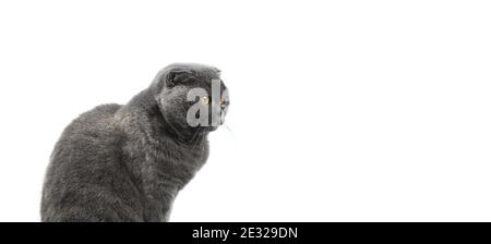 Ritratto gatto serio isolato su uno sfondo bianco banner, scottish fold copy space foto Foto Stock