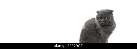 Ritratto gatto serio isolato su uno sfondo bianco banner, scottish fold copy space foto Foto Stock