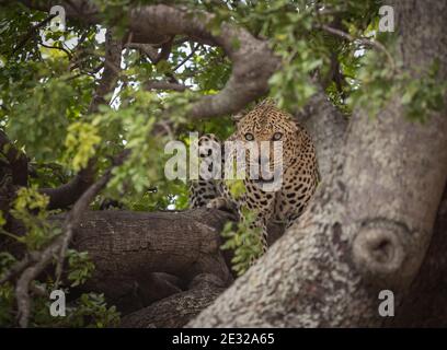 Leopardo maschile che riposa in un albero nel Parco Nazionale Kruger, Sud Africa Foto Stock