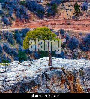 Grand Canyon NP, Arizona, USA - 21 dicembre 2016: Panorama del Grand Canyon e del Bright Angel Trail visto dal bordo sud, vicino a El Tovar Foto Stock