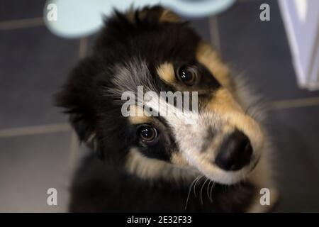 Un colpo di testa di Archie una collie di bordo maschile (canis lupus) cucito di 12 settimane sedette su un pavimento di cucina piastrellato nero Foto Stock