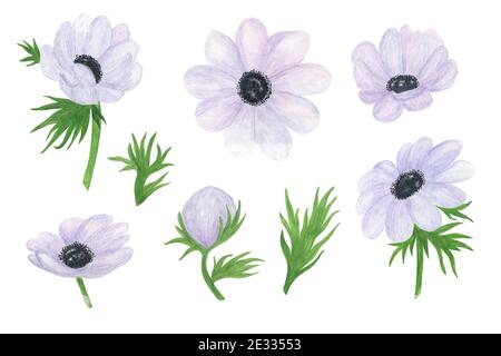 Fiore bianco anemone delicato acquerello illustrazione floreale in stile vintage, perfetto per biglietto di auguri, banner, invito al matrimonio e accessori, Foto Stock