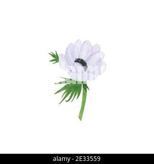 Fiore bianco anemone delicato acquerello illustrazione floreale in stile vintage, perfetto per biglietto di auguri, banner, invito al matrimonio e accessori, Foto Stock