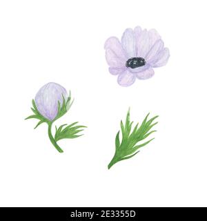 Fiori di anemone bianco delicato acquerello illustrazione floreale in stile vintage, perfetto per biglietto d'auguri, banner, invito al matrimonio e accessori, Foto Stock